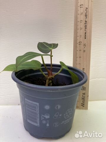 Антуриумы сортовые