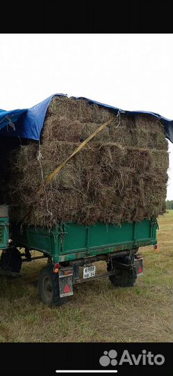 Продажа сена в тюках и рулонах Сено 2024 года