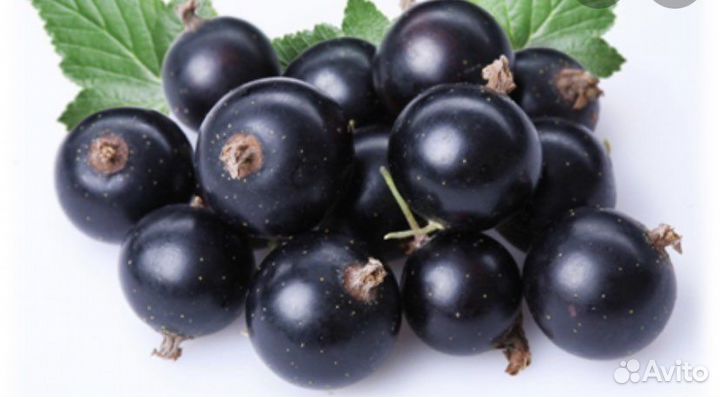 Смородина саженцы черная и красная