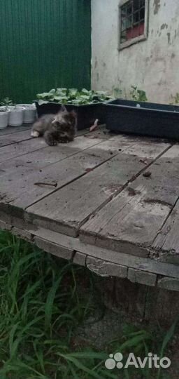 Котенок девочка