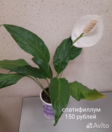 Комнатные цветы