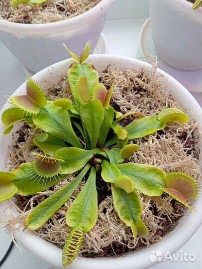 Хищные растения