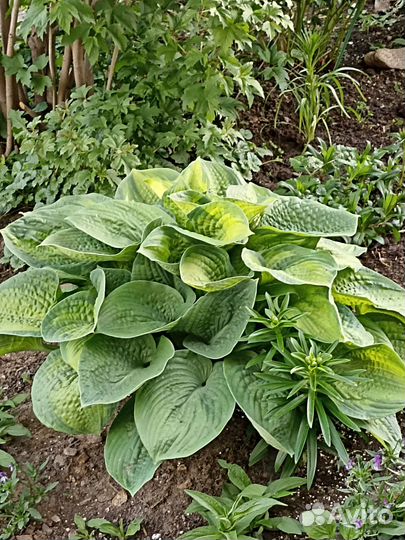 Хоста и пр.многолетники