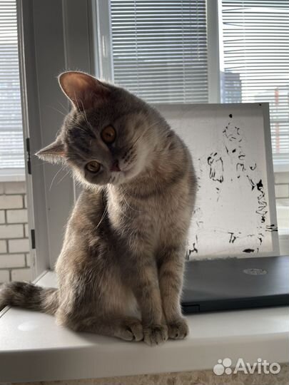 Шотландская кошка
