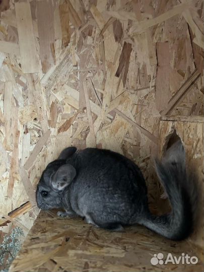 Шиншиллы Щенята