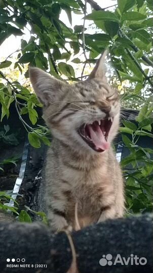 Котятки бесплатно