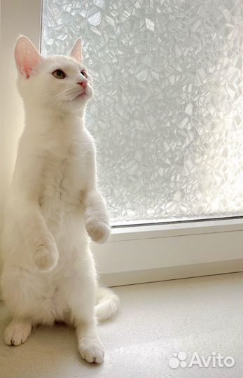 Отдам котенка