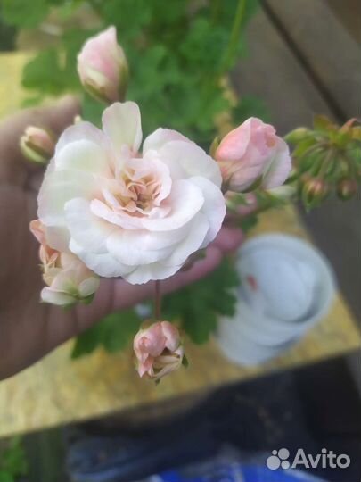 Сортовые пеларгонии