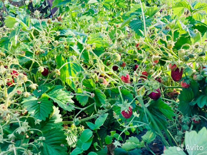 Саженцы земляники садовой
