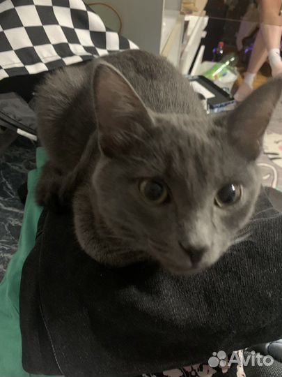 Котята русская голубая бесплатно