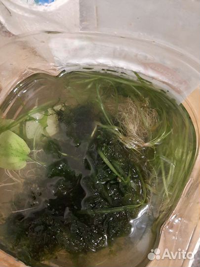 Аквариумные растения бесплатно