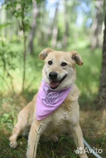 Добрая, нежная собака в заботливые руки