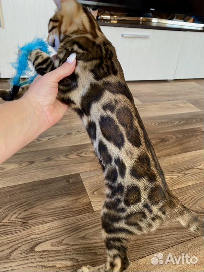 Бенгальские котята