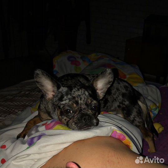 Вязка франзузский бульдог/чихуа