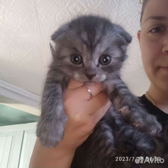 Шотландские котята