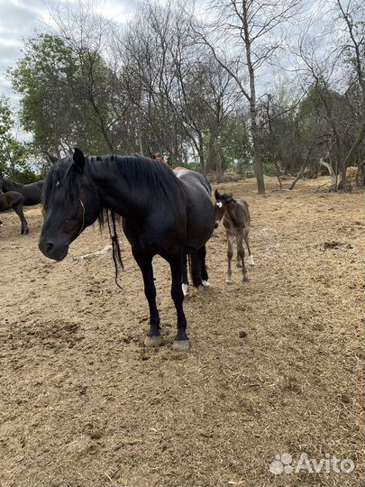 Лошадь с жеребенком