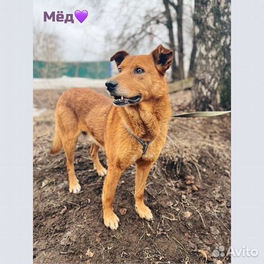 Огненный пес в добрые руки