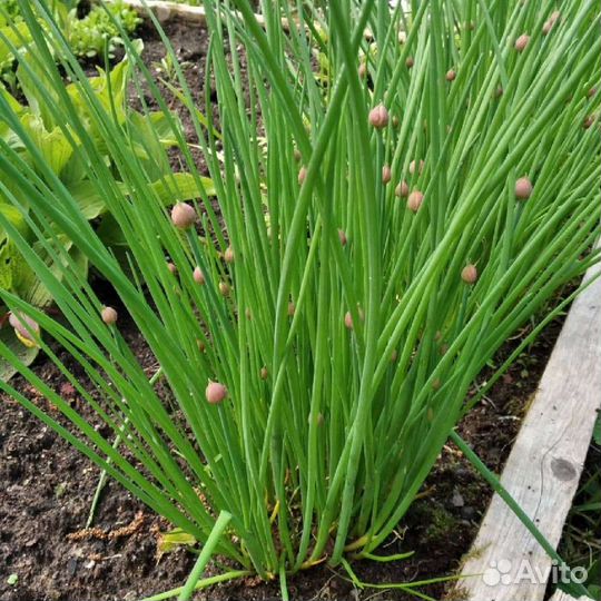 Луки, медуница, примула, клематис, хосты