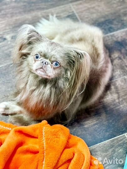 Вязка кобель чихуахуа