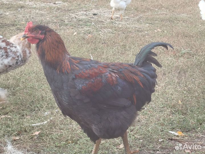 Молодые петухи