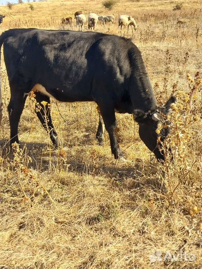 Коровы телки баран