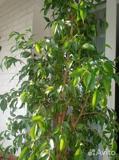 Фикус бенджамина большой 190 см