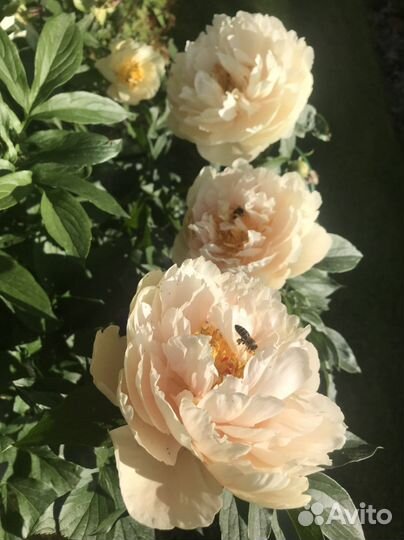 Пионы саженцы корни