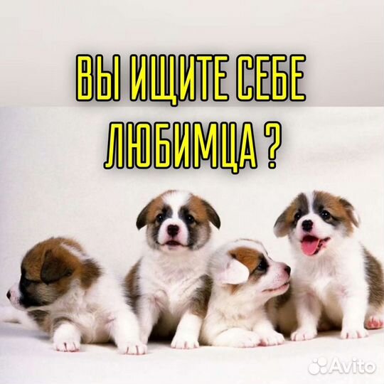 Собака, щенки в добрые руки