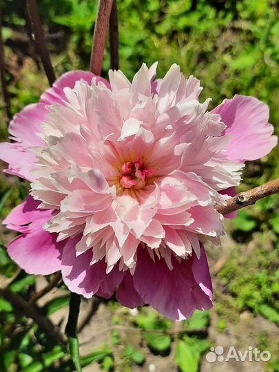 Пион светло розовый