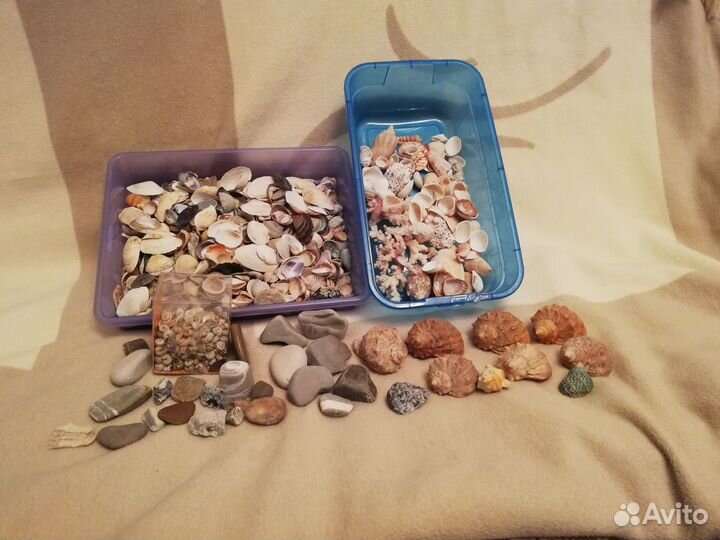 Ракушки, раковины, камни морские