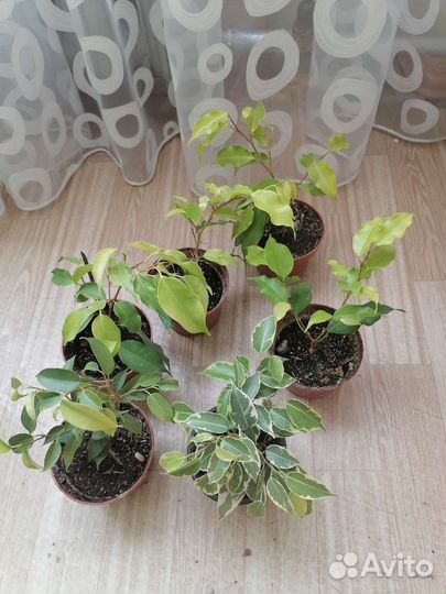 Вечнозеленой фикус комнатный