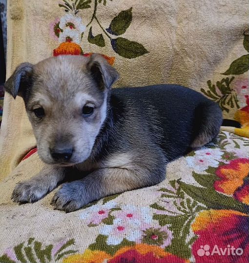 Щенок в добрые руки