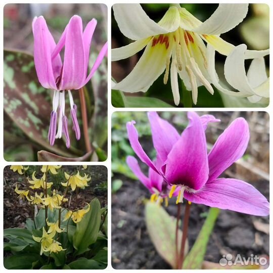 Кандык (эритрониум)