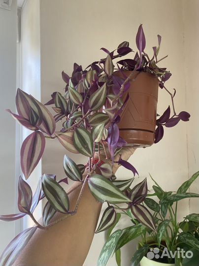 Традесканция зебрина