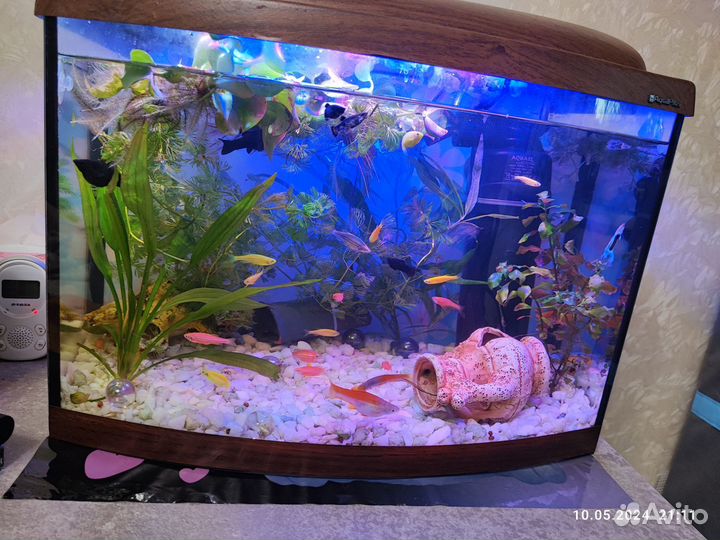 Аквариум с рыбками