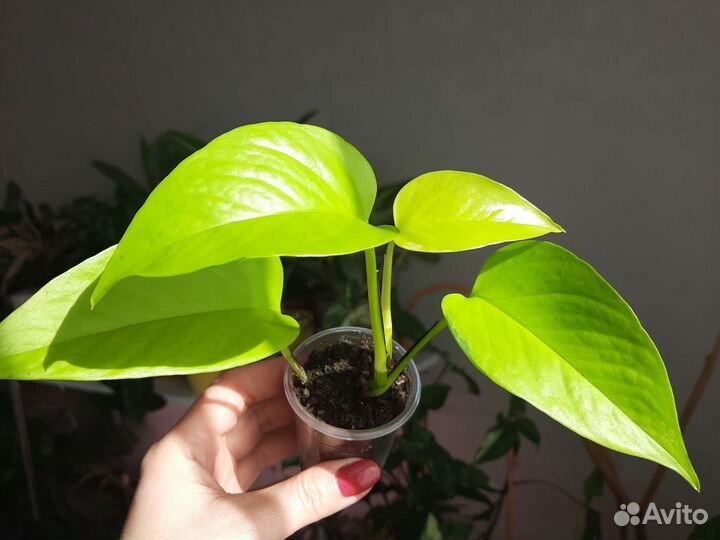 Сциндапсусы Эпипремнумы