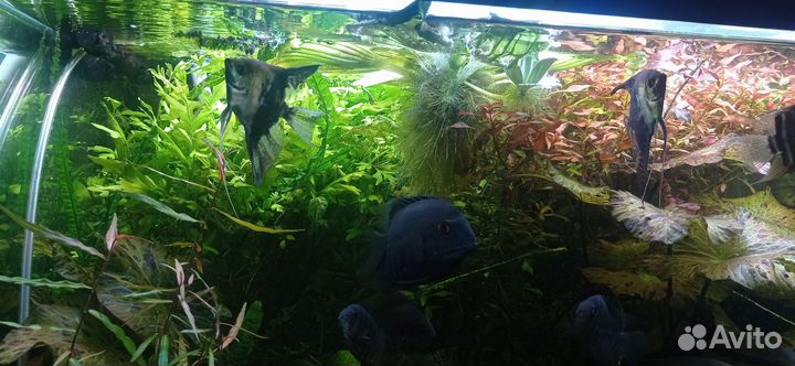 Северумы и Мезонауты