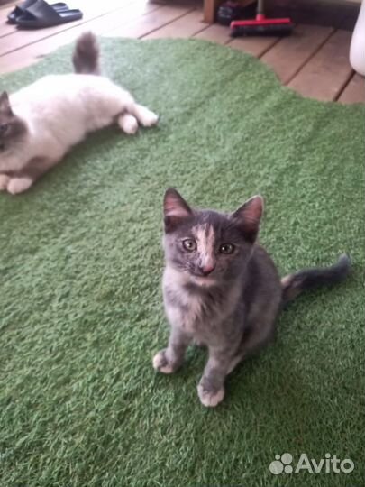 Кошка мышеловка