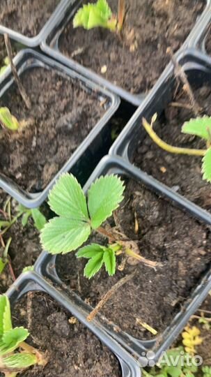 Рассада земляники садовой (клубники)