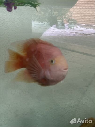 Большая рыба-попугай