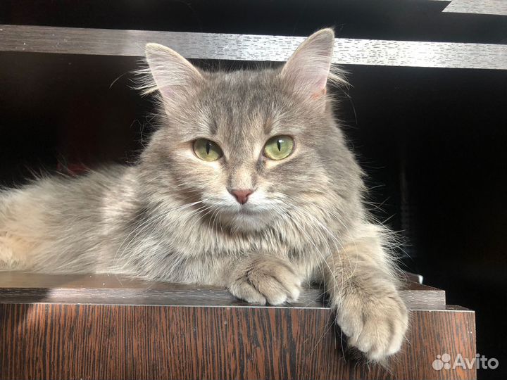 Кошечка Ксюша