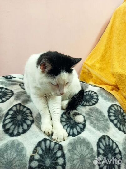 Кошка в дар