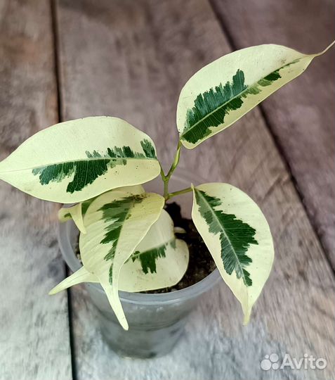 Фикусы де Гантель почтой