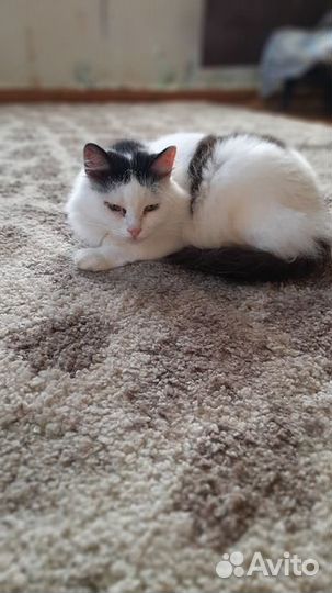 Кошка стерилизованная