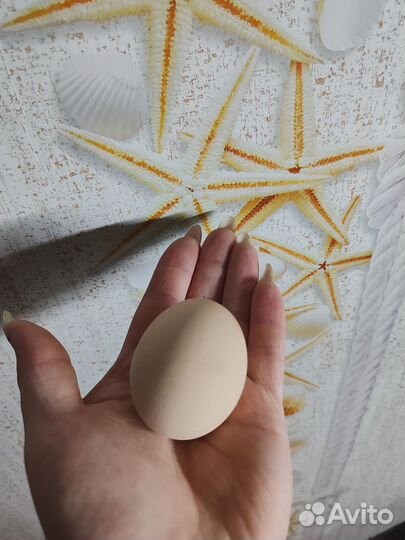 Домашние куриные яйца