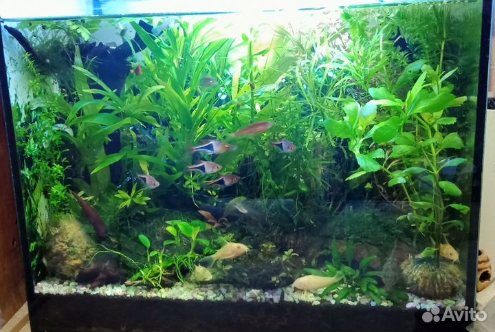 Растения для аквариума