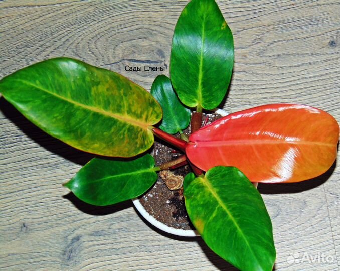 Продам филодендрон Карамель крем