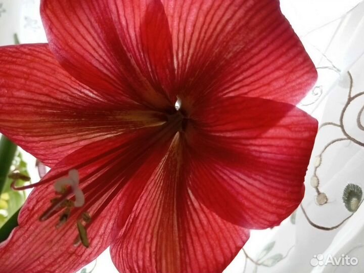 Гиппиаструм