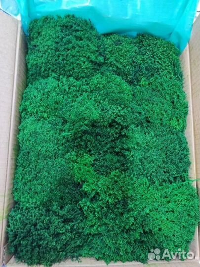 Стабилизированный мох ягель кочками