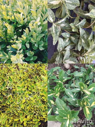 Бересклет, спирея, вейгела, лапчатка